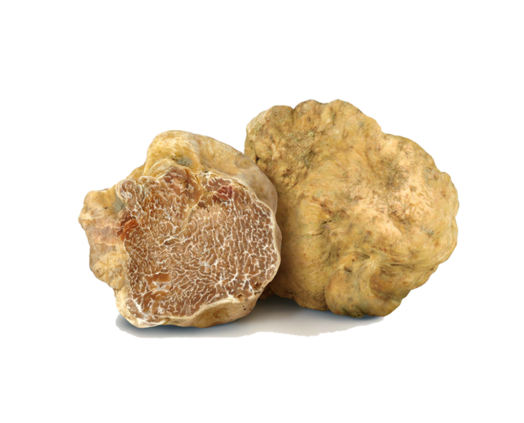 Tartufo-bianco_il_tartufeltro